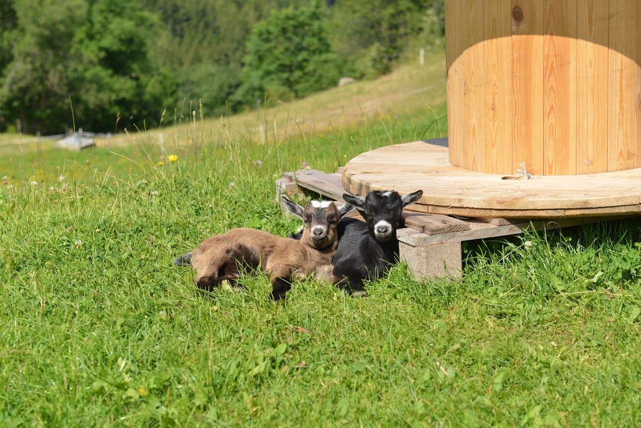 Wiaz`Haus Orthofer Our animals goats